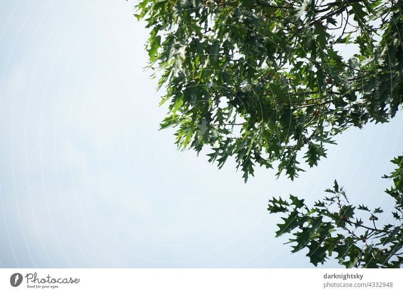 Grünes Laub der Roteiche im Sommer vor leicht bedecktem Himmel Quercus rubra Außenaufnahme Farbfoto Herbst Baum Eiche Tag herbstlich Wald Natur Blatt Pflanze