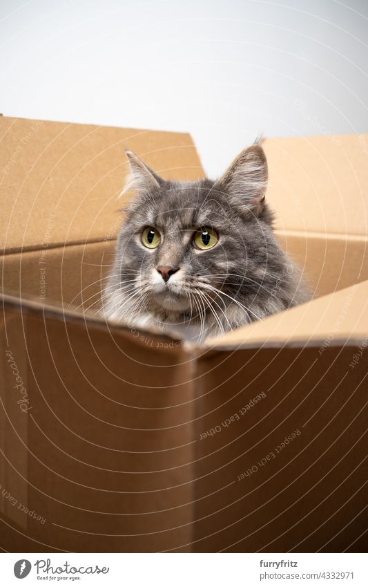 neugierige graue Langhaar-Katze sitzt im Inneren des offenen Kartons Haustiere fluffig Fell katzenhaft Langhaarige Katze maine coon katze Ein Tier Faltschachtel