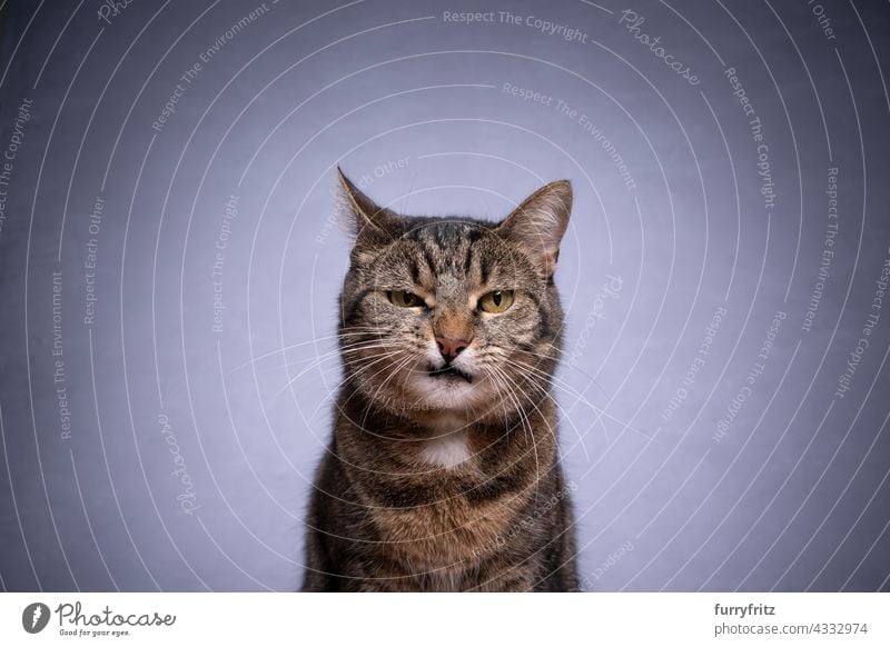 Tabby-Kurzhaar-Katze schaut auf Kamera wütend auf grauem Hintergrund Haustiere Fell katzenhaft Kurzhaarkatze Ein Tier Porträt Hauskatze Textfreiraum mürrisch