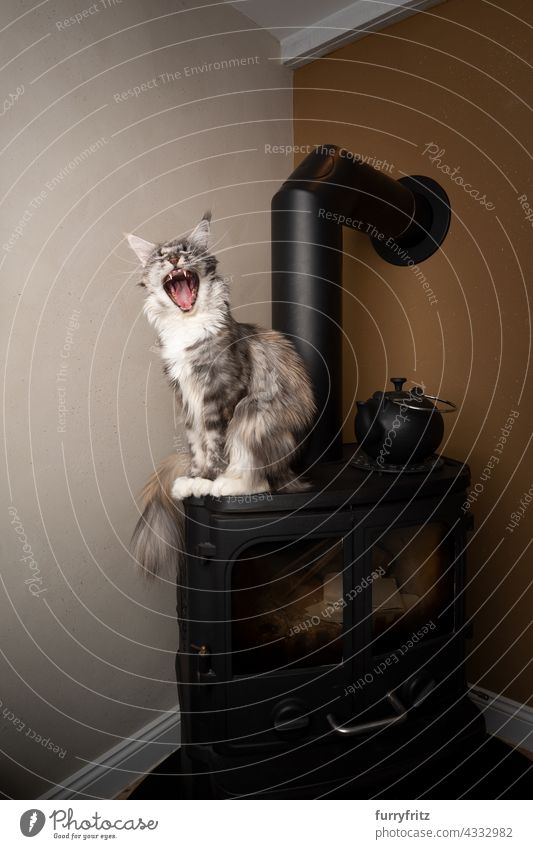 Porträt einer gähnenden Maine Coon Katze, die auf dem Kaminofen sitzt Haustiere fluffig Fell katzenhaft Langhaarige Katze maine coon katze Ein Tier Feuerstelle