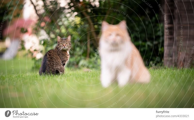 zwei verschiedene Katzen im Freien, die auf dem Rasen im Garten sitzen und in die Kamera schauen freies Roaming Vorder- oder Hinterhof grün Wiese Gras
