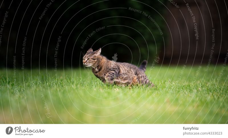 Tabby-Katze läuft auf grünem Gras mit hoher Geschwindigkeit mit Kopie Raum im Freien freies Roaming Garten Vorder- oder Hinterhof Rasen Wiese Kurzhaarkatze