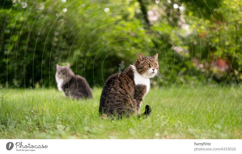 zwei Katzen sitzen nebeneinander und beobachten den Garten im Freien Natur grün Haustiere freies Roaming Langhaarige Katze maine coon katze