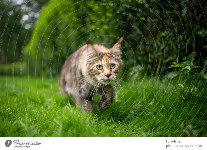 schildpatt maine coon Katze zu Fuß gesenkt auf grünem Gras im Freien Natur Rassekatze Haustiere freies Roaming Langhaarige Katze maine coon katze Kattun