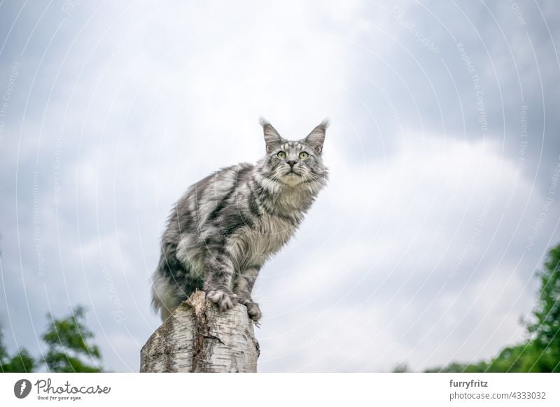 Silber gestromt maine coon Katze sitzt auf Birke Baumstumpf im Freien beobachten die Natur grün Rassekatze Haustiere freies Roaming Langhaarige Katze