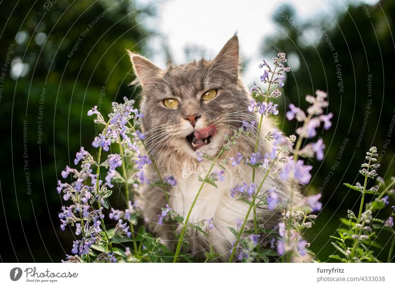 maine Waschbär Katze Blick auf blühende Katzenminze Pflanze im Freien in der Natur freies Roaming Garten Vorder- oder Hinterhof grün Pflanzen Blütenpflanze