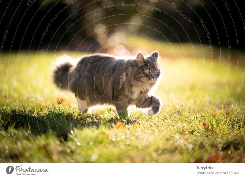 grau maine Waschbär Katze auf der Pirsch zu Fuß auf sonnigen Wiese im Freien freies Roaming Natur Garten Vorder- oder Hinterhof grün Rasen Gras Sonnenlicht