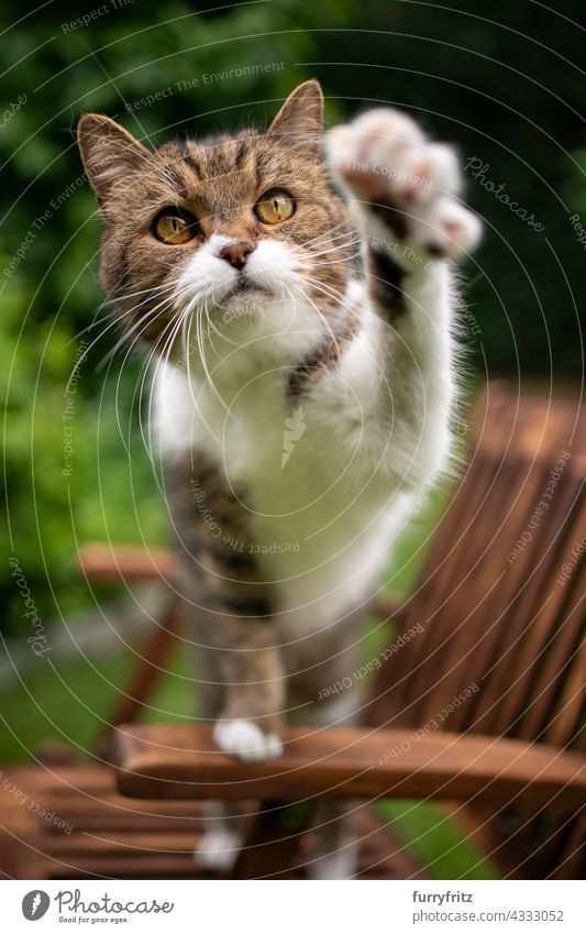 neugierige Katze im Freien, die mit erhobener Pfote versucht, die Kamera zu erreichen freies Roaming Garten Vorder- oder Hinterhof grün Holz Gartenstuhl
