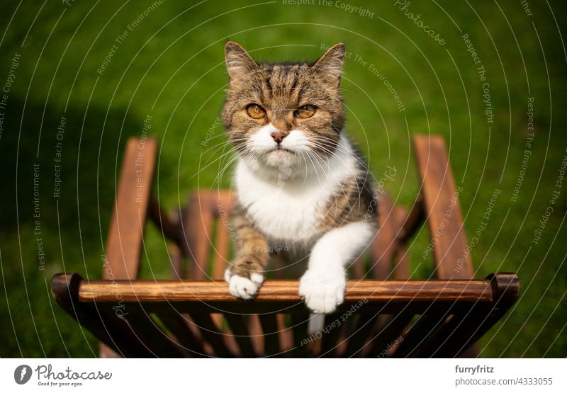 neugierige Katze draußen im Hinterhof, die sich auf einem Holzstuhl aufbäumt im Freien freies Roaming Garten Vorder- oder Hinterhof grün Rasen Wiese Gras