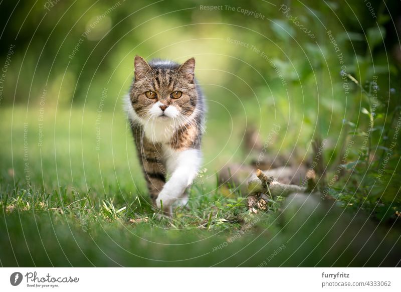 tabby weiß Britisch Kurzhaar Katze geht auf Kamera auf grünem Rasen im Freien freies Roaming Natur Garten Vorder- oder Hinterhof Wiese Gras Kurzhaarkatze Tabby
