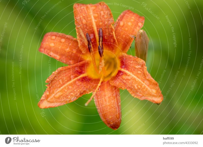 Nahaufnahme einer orangen Blüte mit Wassertröpfchen vor einem grünen, diffusen Hintergrund Blütenstempel natürlich Frühling rot Blühend Blume Blütenblatt Macro