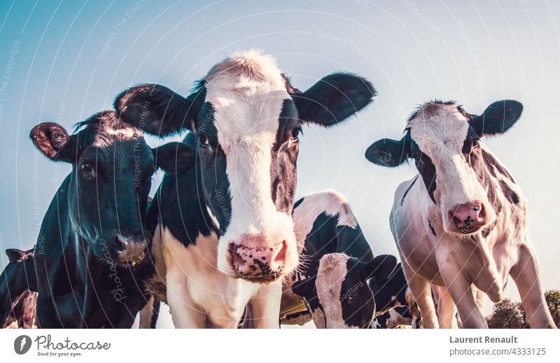 Schwarze und weiße Kühe Ackerbau Tier schwarz bovin Rind Kuh Molkerei Bauernhof Landwirtschaft Holstein Viehbestand Säugetier