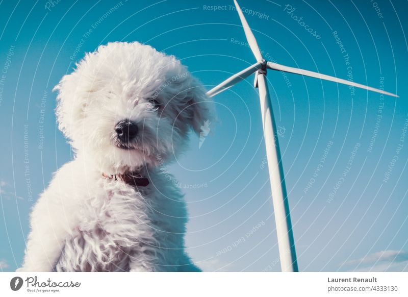 Weißer Hund und Windrad für ein sauberes Konzept weiß Air Tier Bichon Schlag atmen Eckzahn Sauberkeit niedlich Ökologie Energie Umwelt Ventilator frisch Idee