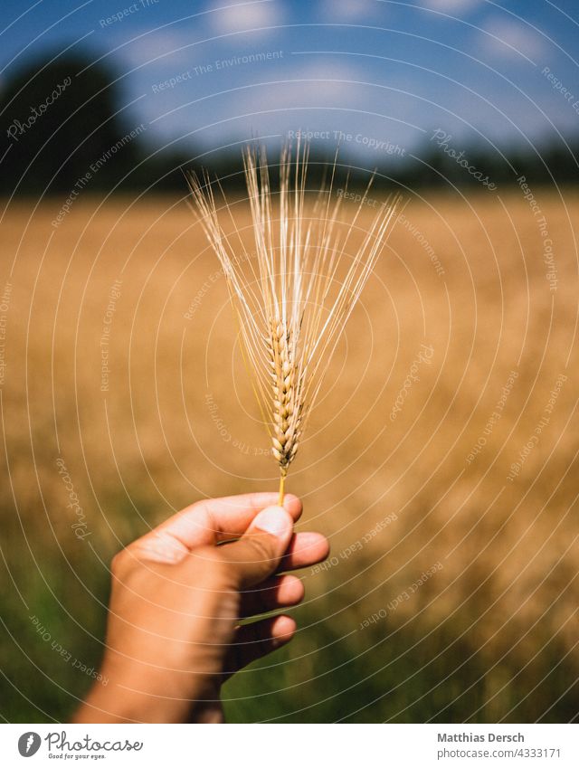 Hand mit Getreide Ähren Korn Kornfeld Landwirtschaft landwirtschaftlich Himmel Horizont ich perspektive