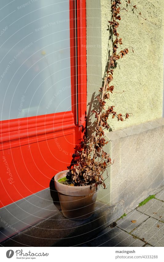Blumentopf mit vertrockneter Pflanze verdorrt Vergänglichkeit vergänglich rot Straßenszene Gehweg Nachmittagssonne Nachmittagsstimmung Tod abgestorben trist