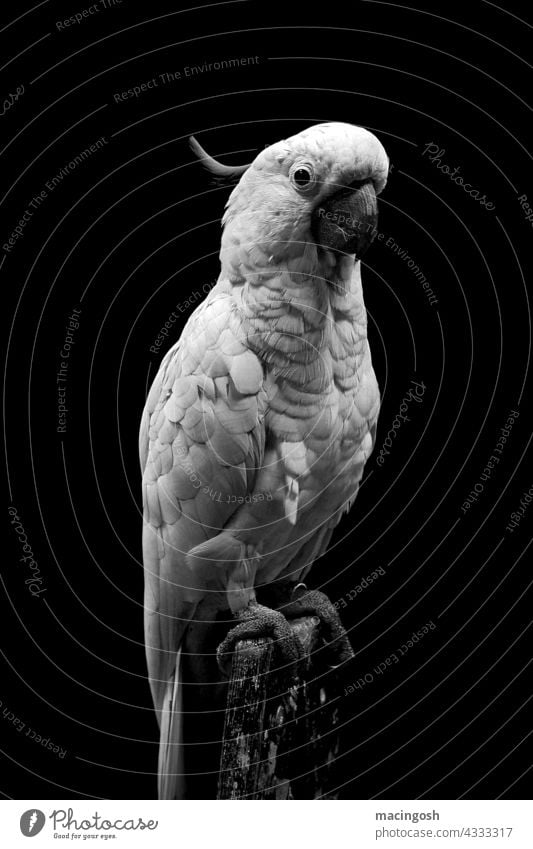 Weisser Kakadu Vogel Haustier Tierporträt Menschenleer Schwarzweißfoto schwarzweiß Kontrastreich Papagei Papageienvogel Natur Vogelhaltung Haustierhaltung