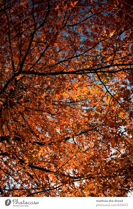 ER IST DA, DER HERBST! Umwelt Natur Pflanze Himmel Herbst Schönes Wetter Baum Blatt Grünpflanze Park schön Blätterdach färben Herbstlaub rot orange leuchten