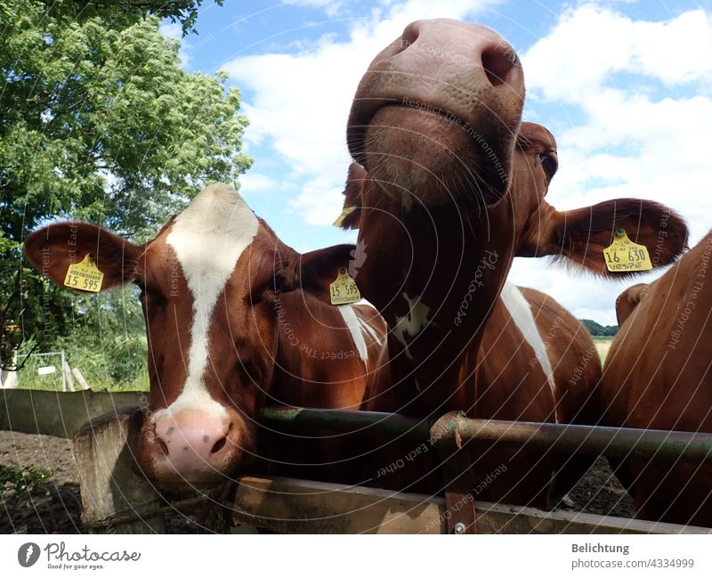 Glückliche Kühe kühe Schnauze nase Herde vieh Bauernhof Weide