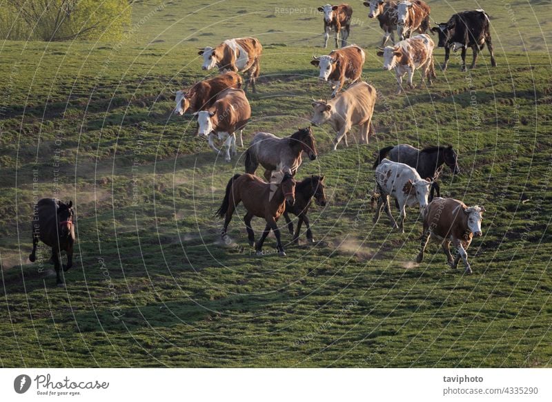 Vieh auf der Flucht Pferd Kuh Herde Weide Bauernhof ländlich Viehbestand Säugetier Feld Landwirtschaft Natur Rind im Freien laufen Sommer züchten Menschengruppe