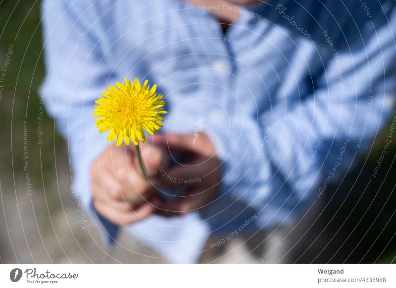 Kind mit Blume als Geschenk Blüte Löwenzahn Muttertag Dankbarkeit fröhlich Kleinkind Sommer Optimismus Freude Ostern Frühling gelb