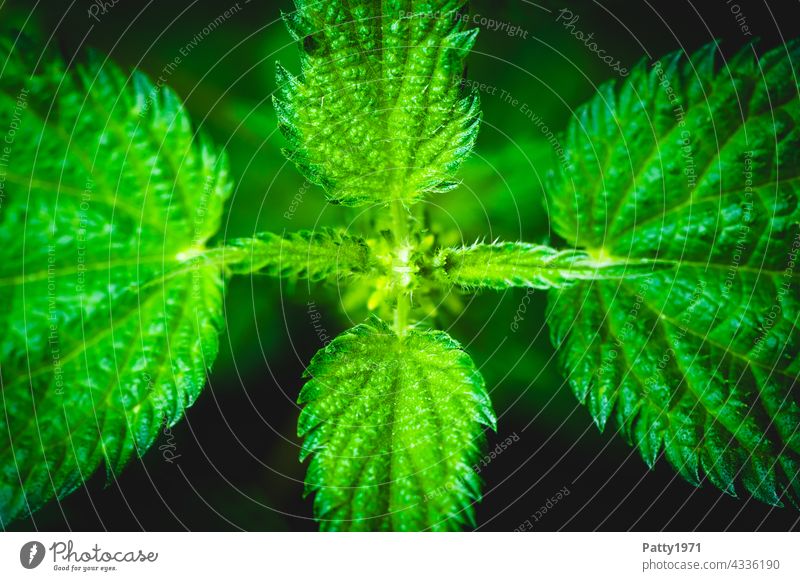 Brennessel. Makroaufnahme von oben Pflanze Natur grün Blatt TopDown Symmetrie Schwache Tiefenschärfe Außenaufnahme Menschenleer
