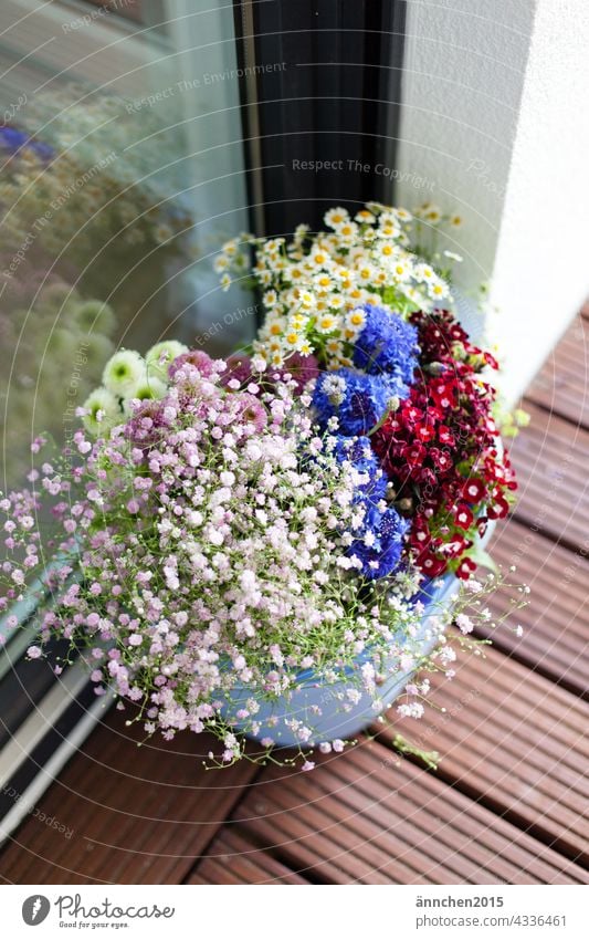 Verschiedene Blumen stehen in einem Eimer an einer Fensterscheibe Blüten Natur blühend Blühend Pflanze Frühling Farbfoto Sommer schön natürlich Außenaufnahme