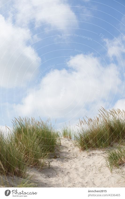blauer Himmel mit Wolken und ein Dünenaufgang Meer Strand Sand Landschaft Natur Ferien & Urlaub & Reisen Tourismus Erholung Dünengras Reiseziel Sommer