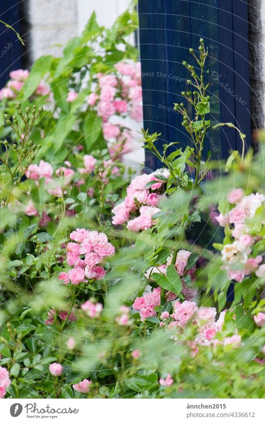 kleine rosafarbene Rosen vor einer blauen Tür Natur pink grün Blumen Blüten Frühling natürlich Garten Sommer blühen Nahaufnahme Pflanze Farbfoto