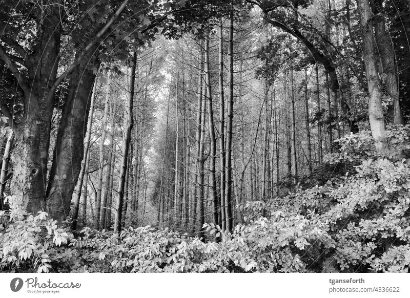 Blick in den Wald Rahmen Maul gruselig Angst bedrohlich Natur Außenaufnahme Menschenleer Tag Landschaft Pflanze Baum Laubbaum