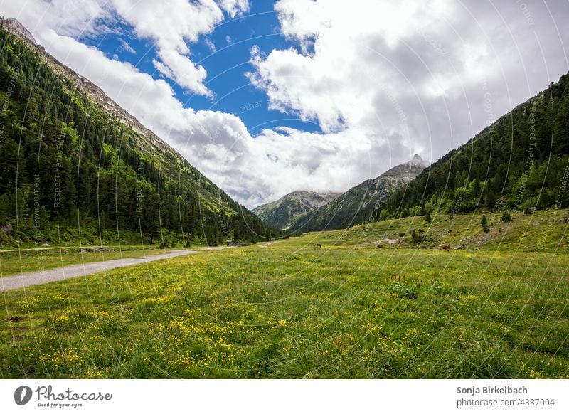 Landschaft in den Zillertaler Alpen ind Österreich, Tirol landschaft alpen zillertal tirol österreich berge gipfel wiesen rinder kühe weiden grün panorama