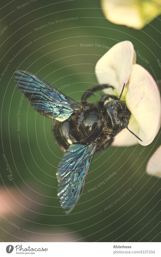 Eine Holzbiene mache es sich auf einer Blüte gemütlich Biene Natur Tier Insekt Makroaufnahme Nahaufnahme Blume Pflanze Sommer Außenaufnahme Menschenleer