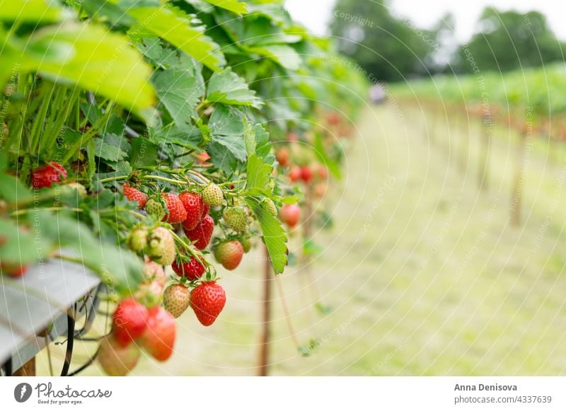 Erdbeerpflücken auf dem Bauernhof Erdbeeren Ernten Landwirtschaft wachsen Feld reif Sommer Garten Schonung Bodenbearbeitung rot Frucht organisch Saison frisch