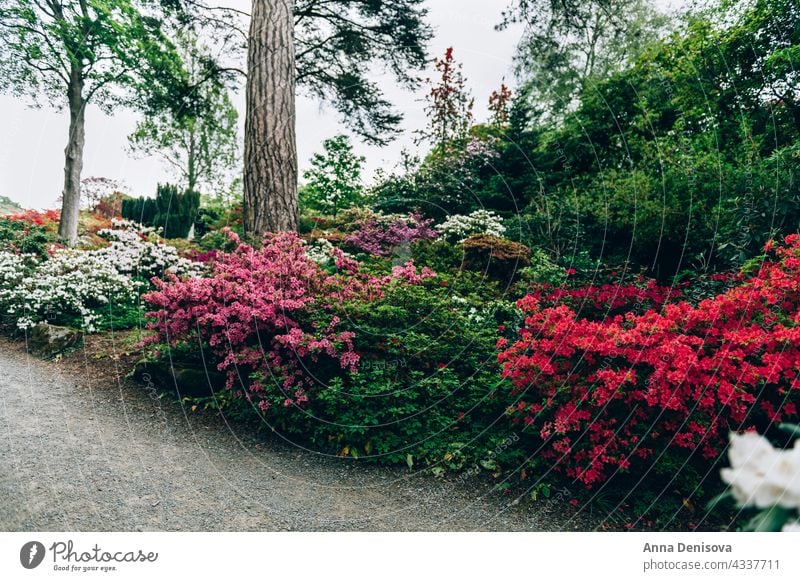 Schöner Garten mit blühenden Bäumen im Frühling Park Wales Goldregen Bogen rhododendron Pflanze Blume Munningham Natur Rhododendren rosa Blüte Blütezeit