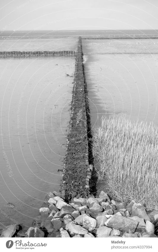 Küstenschutz durch Lahnungsbau im Weltnaturerbe Wattenmeer im Herbst in Bensersiel bei Esens an der Nordsee in Ostfriesland in Niedersachsen, fotografiert in neorealistischem Schwarzweiß