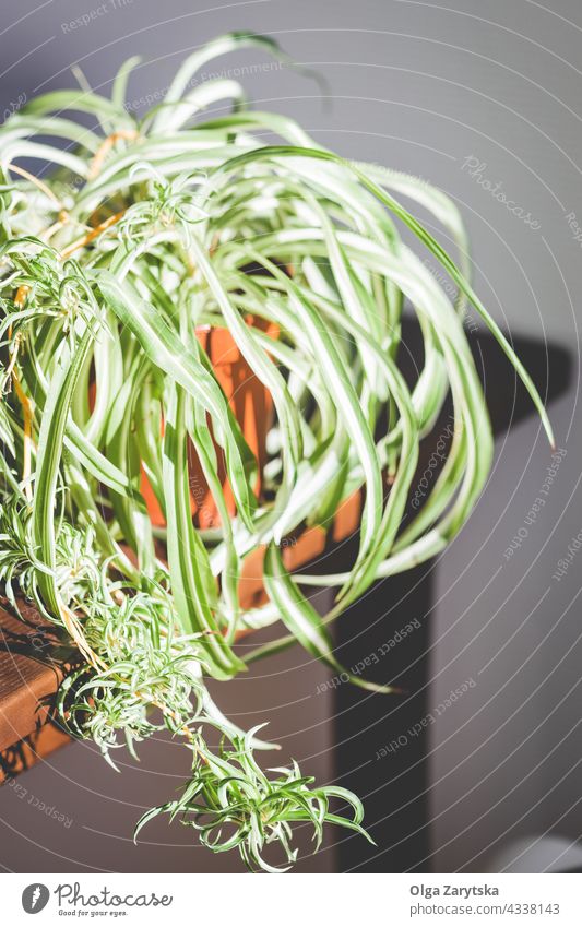 Die Spider-Pflanze auf dem Tisch. Grünlilie Chlorophytum Zimmerpflanze Gartenarbeit Haus heimwärts geblümt Innenbereich Wachstum im Innenbereich Design