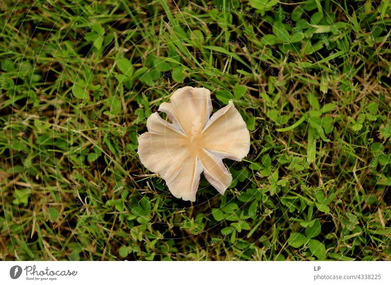 Pilz auf grünem Gras im Hintergrund Kontrast Menschenleer Strukturen & Formen abstrakt Experiment Nahaufnahme Außenaufnahme Gedeckte Farben Farbfoto Pilzhut