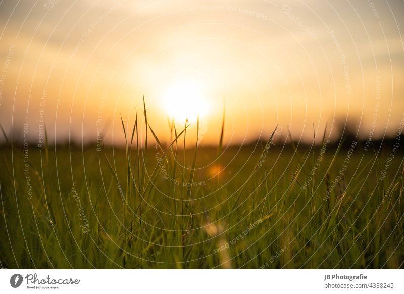 Gräser im Sonnenuntergang Gras Grasland Sommer Sonnenlicht Gegenlicht Wiese Außenaufnahme Natur Farbfoto Landschaft Pflanze Sonnenstrahlen Abend Licht Himmel