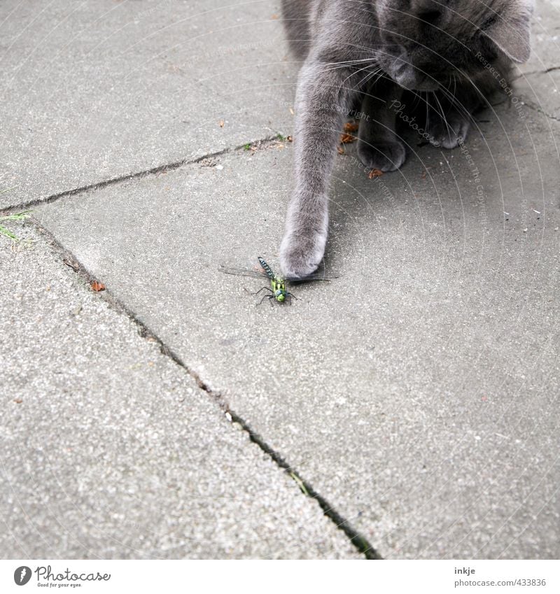 ...... Menschenleer Terrasse Tier Haustier Wildtier Katze Libelle 2 Bodenplatten Beton fangen festhalten Jagd Spielen bedrohlich Neugier Gefühle Interesse