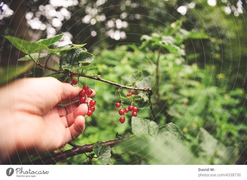 Johannisbeeren pflücken Obst Garten selbstversorger Hand gesund frisch lecker Ernte Gesunde Ernährung Beeren