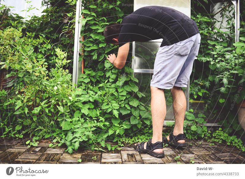 Mann steht vor einem Gewächshaus und erntet ernten Gartenarbeit Pflanzen Umwelt Gemüse selbstversorger nachhaltig anbauen absuchen grün wuchern verwuchert