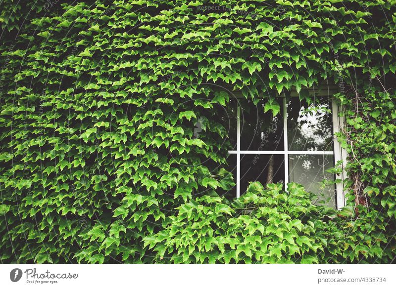 bewachsenes Haus - Efeu an Hauswand verwuchert Fenster Fassade Natur Gebäude Architektur grün befallen dicht verschlungen
