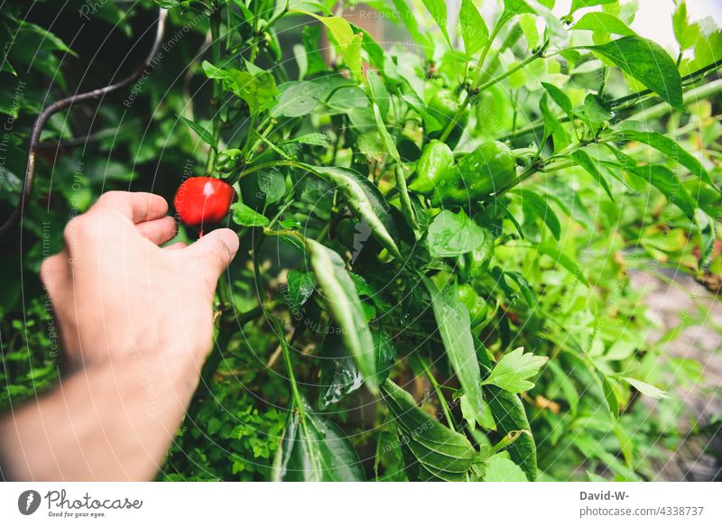 Mann pflückt eine Paprika aus dem eigenem Garten Gemüse anbauen pflücken gesund Lebensmittel Ernte Bioprodukte lecker hobbygärtner Gesunde Ernährung Hand