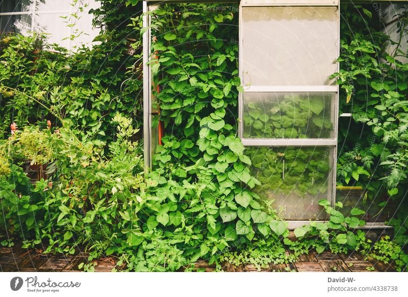zugewuchertes Gewächshaus verwuchert Pflanzen Naturwuchs naturfreund wachsen Garten Balkon natürlich