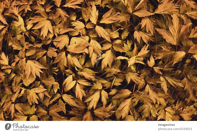 Pfingstrosen - Paeonia Pflanze Blätter Nahtloser Herbst Hintergrund. Full-Frame von nassen Blättern. Abstrakte grüne Textur, Naturhintergrund abstrakt kunst