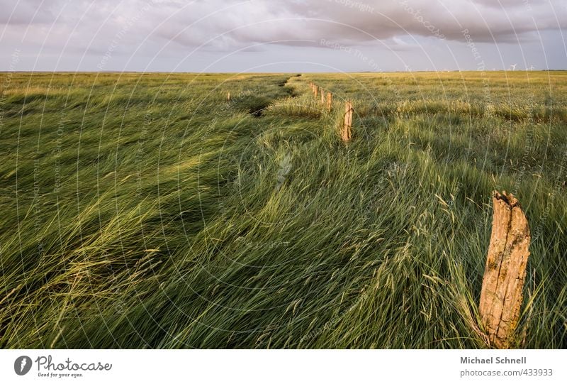 Ostfrieslandgräser Landschaft Pflanze Himmel Sommer Klima Gras Wiese Unendlichkeit Umwelt Ferne rau Wind Sturm Farbfoto Außenaufnahme Menschenleer Abend Licht