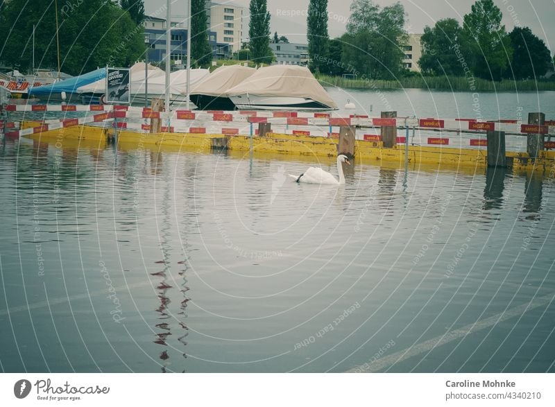 Schwan schwimmt nach Hochwasser auf einem Parkplatz Tier Außenaufnahme Farbfoto Wasser weiß See Tag Menschenleer Reflexion & Spiegelung Natur Vogel Wellen