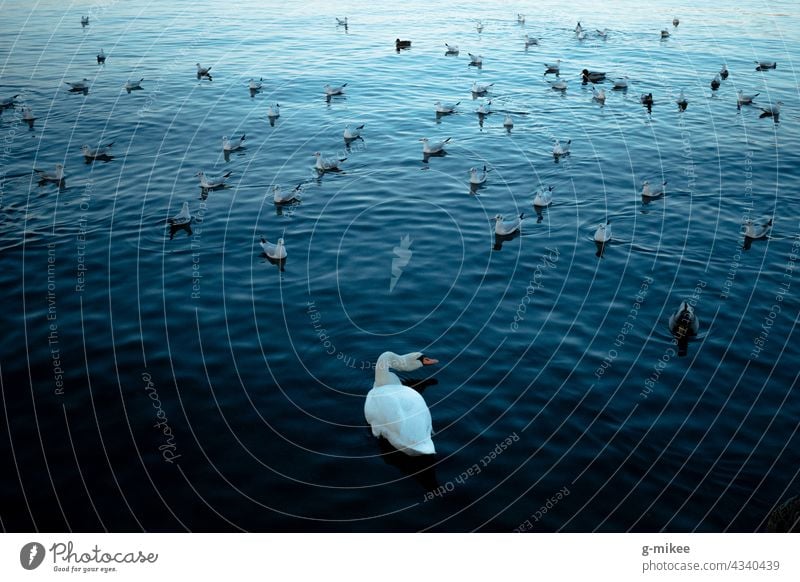 Schwan am See blau Möwenvögel Vögel Wasser Natur weiß Außenaufnahme Im Wasser treiben Tier elegant