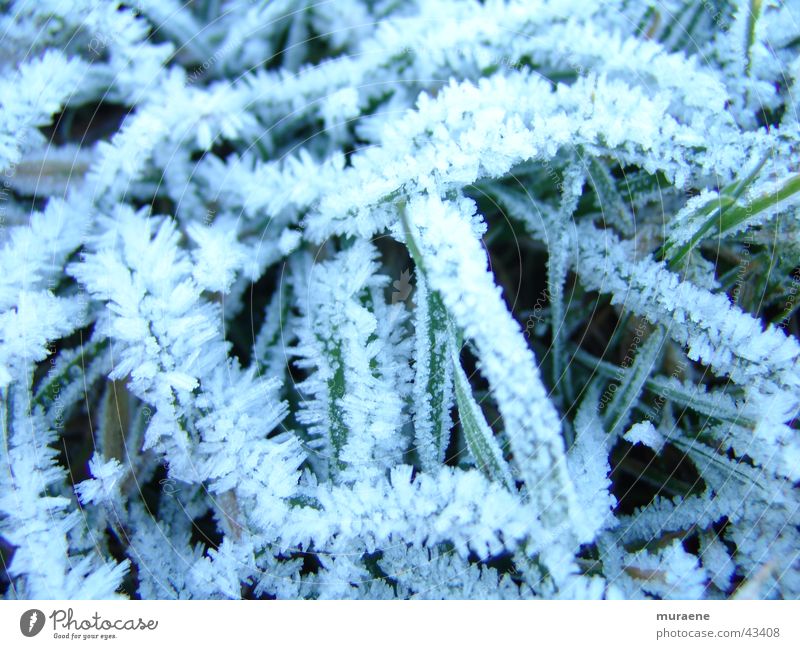 Reif Gras Winter Raureif Makroaufnahme Starre Schnee