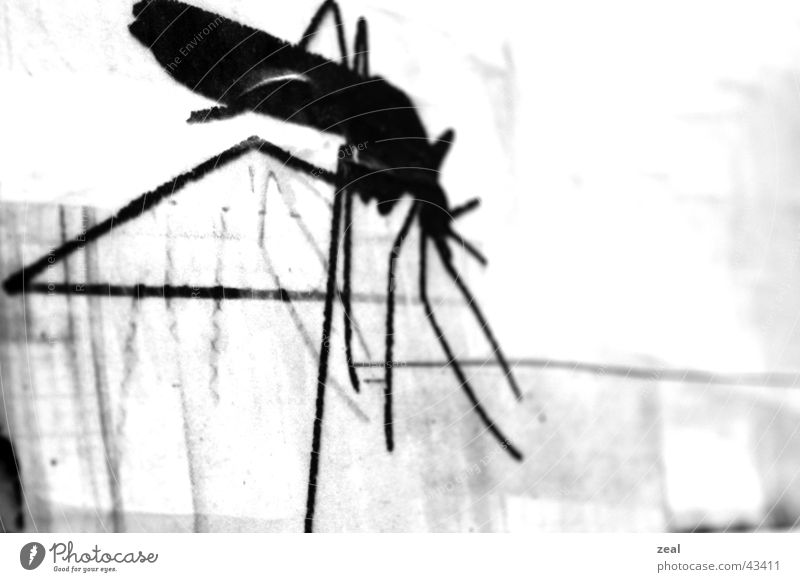 ::.. in - sekt ..:: Insekt Plakat Stechmücke schwarz weiß obskur Detailaufnahme Makroaufnahme trashig