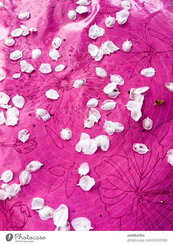 Kirschblütenblätter auf Plastik berlin detail garten realität stadt szene urban Szene Stadtleben Textfreiraum Sommer blütenblatt kirschblüte verblüht abgeblüht